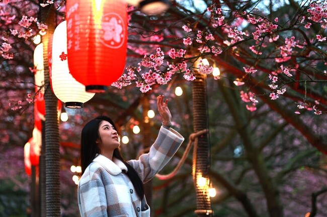 新北15萬株櫻花綻放 年節走春賞花趣 | 華視新聞