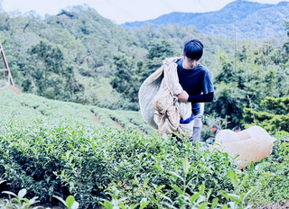 新北包種茶賽冠軍鐘御瑋 青農承載記憶與夢想