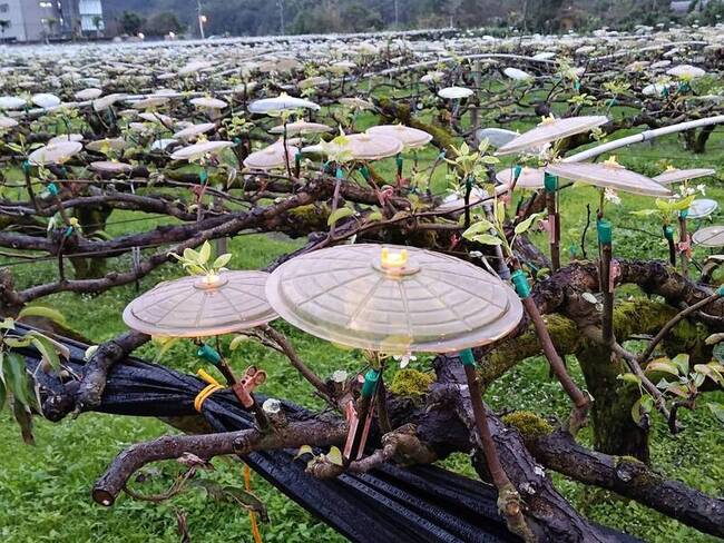 低溫預警奏效農漁無損害  梨樹接穗用小雨傘防護 | 華視新聞