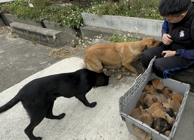 彰化線西工廠大火 移工衝火場救母犬及12幼犬 | 華視新聞