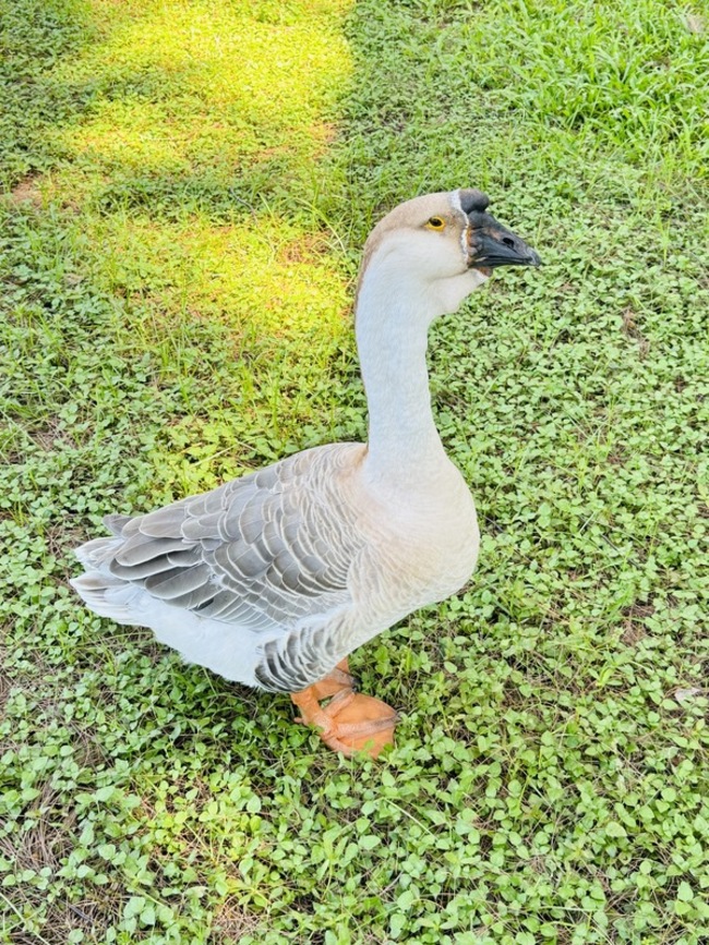 新竹公園「鵝寶」失蹤 民眾憂遭抓走「進補」 | 華視新聞