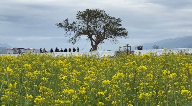 台東春節人氣景點 伯朗大道奪冠知本溫泉回溫 | 華視新聞