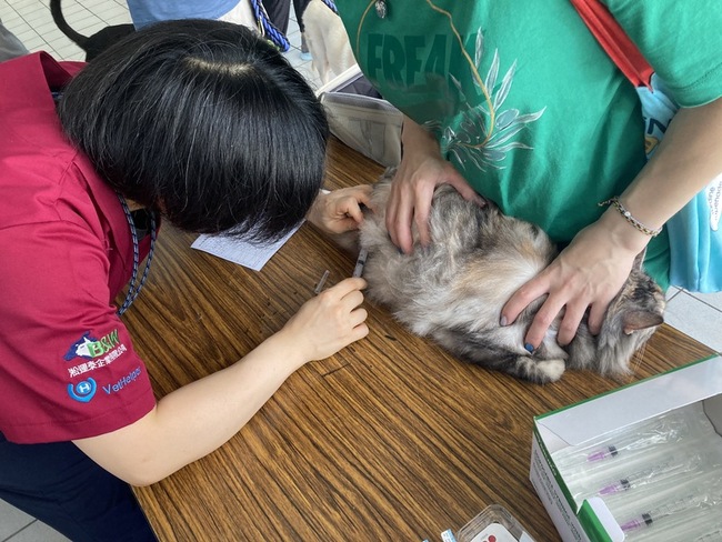 防狂犬病 北市動保處：不定時查罰犬貓施打疫苗 | 華視新聞