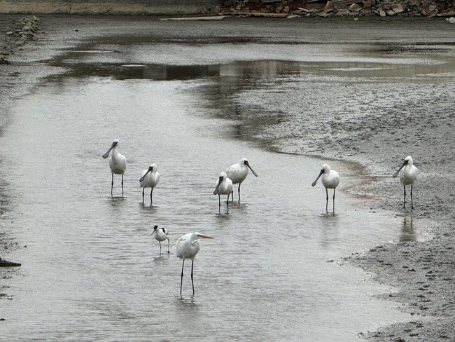 台南1月2536隻黑面琵鷺度冬 棲地保育成果斐然 | 華視新聞