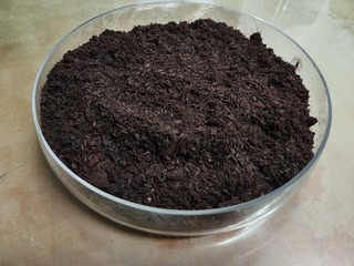 桃改4號用牛糞稻殼製育苗介質  降成本逾半