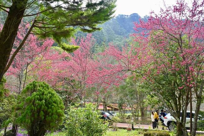 武陵農場賞櫻新選擇 865公車轉乘專車2日遊 | 華視新聞