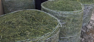 畜試所研發牧草乾燥裝置 促國產芻料穩定生產