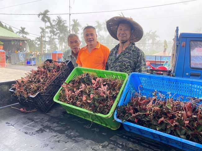 阿里山林下經濟種台灣金線連 克服病蟲害慶豐收 | 華視新聞