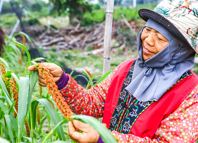 花東原鄉保種及復育計畫 小米文化扎根學校與部落 | 華視新聞