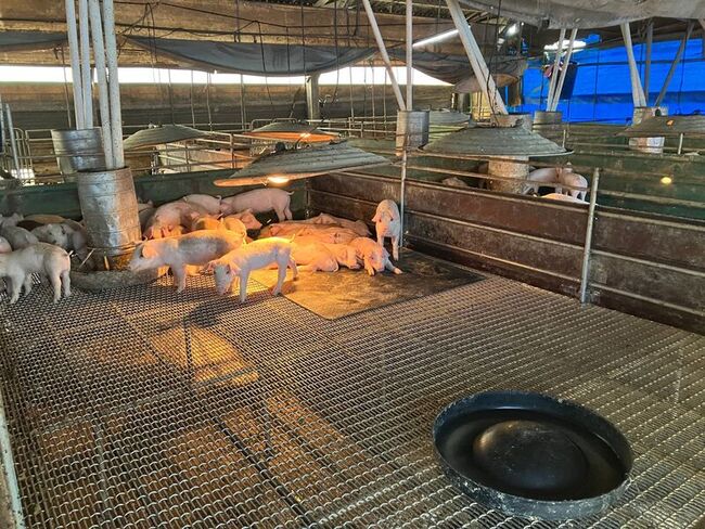 百億基金助力高市養豬產業升級 豬農：水電省3成 | 華視新聞