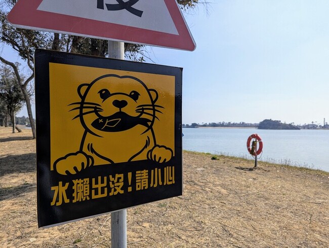 夜探水獺打強光干擾棲息 金門野保協會估個體數趨降 | 華視新聞