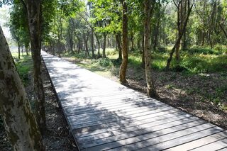 彰化溪州公園森林區木棧道老舊 8月底改善完工