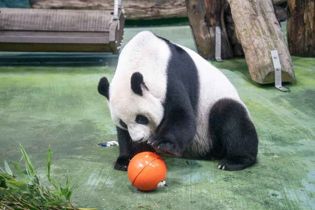 元宵節應景 北市動物園備「大湯圓」助行為豐富 | 華視新聞