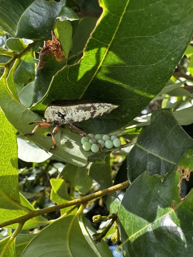 荔枝椿象蟲卵現蹤  高市啟動百萬「天敵」防治 | 華視新聞