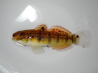 水試所繁殖尾斑鈍鰕虎有成 學術首例降採捕壓力