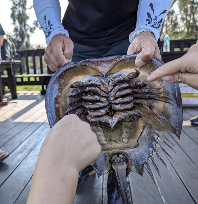 活化石三棘鱟金門全年禁捕 違者最高罰15萬 | 華視新聞