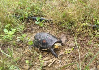 食蛇龜瀕絕強化保育  研議繁殖季限制進入保護區