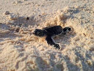 南沙太平島迎百隻母龜 海保署：產卵數全國之冠