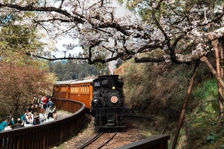 阿里山百年蒸汽主題賞櫻列車  2/25開放訂票