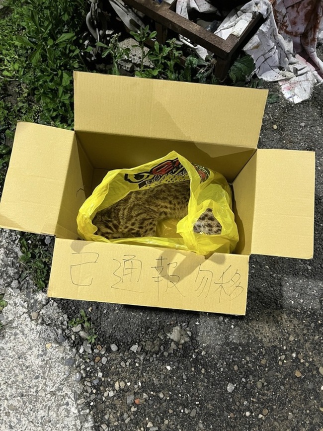 彰化花壇東外環路疑石虎遭路殺 送生多所釐清 | 華視新聞
