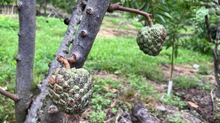 接連颱風台東損失慘  縣有耕地租金減收7成助農民