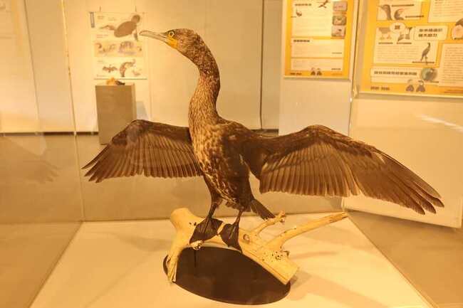 鰲鼓濕地迎鸕鷀度冬 系列活動揭黑色大軍神秘面紗 | 華視新聞