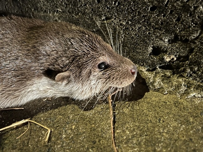 保育瀕危水獺 金門推動生態服務給付 | 華視新聞