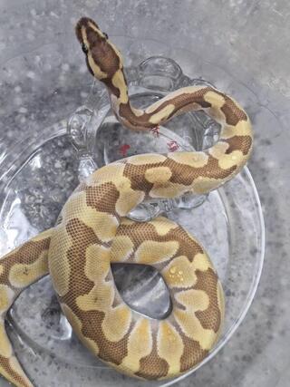 彰縣消防局捕獲70公分長球蟒 若無人認領將辦認養