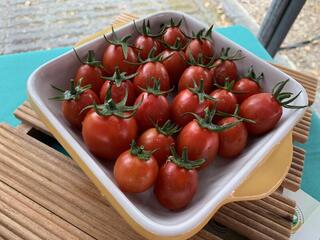 花蓮培育技轉嫣紅番茄  色澤鮮艷口感Q彈鮮甜扎實