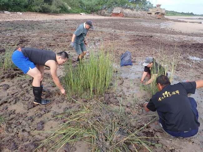 金門禁捕三棘鱟 議員董森堡：保護棲地更重要 | 華視新聞