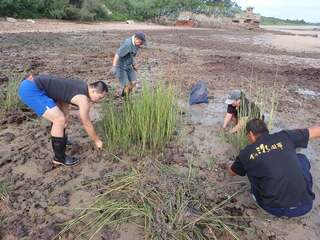 金門禁捕三棘鱟 議員董森堡：保護棲地更重要