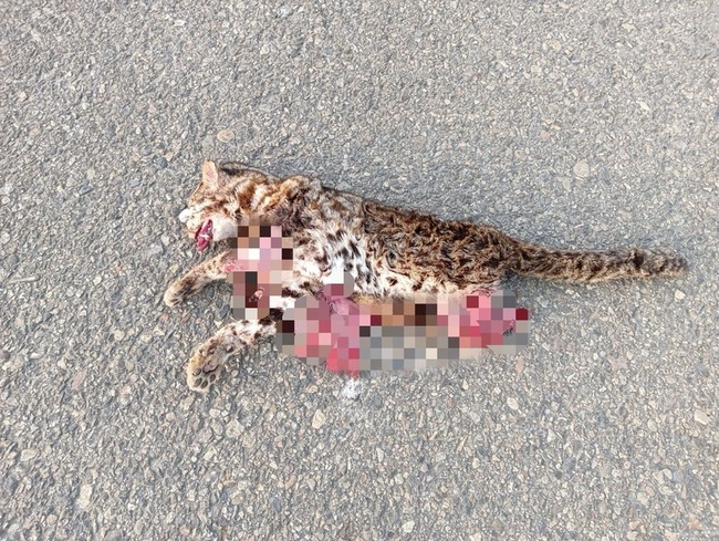 苗縣石虎遭路殺陳屍後龍台1線 年度第4起 | 華視新聞