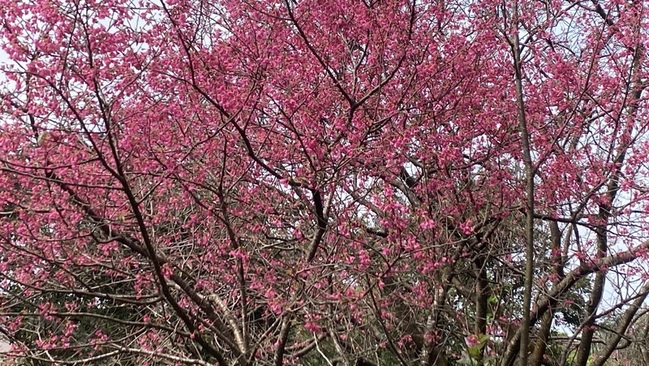 新北滬尾櫻花大道追美景  微風輕拂如飄雨超浪漫 | 華視新聞