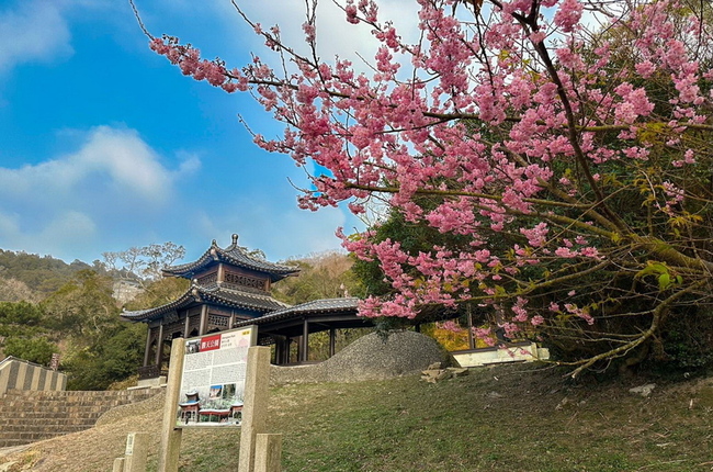 國境之北櫻花季開跑 馬祖勝天公園浪漫粉紅海 | 華視新聞
