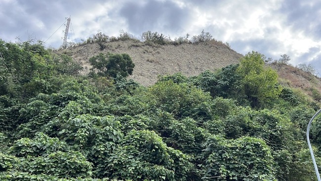 台東市區鯉魚山台灣野山羊現蹤  進入路徑費解 | 華視新聞