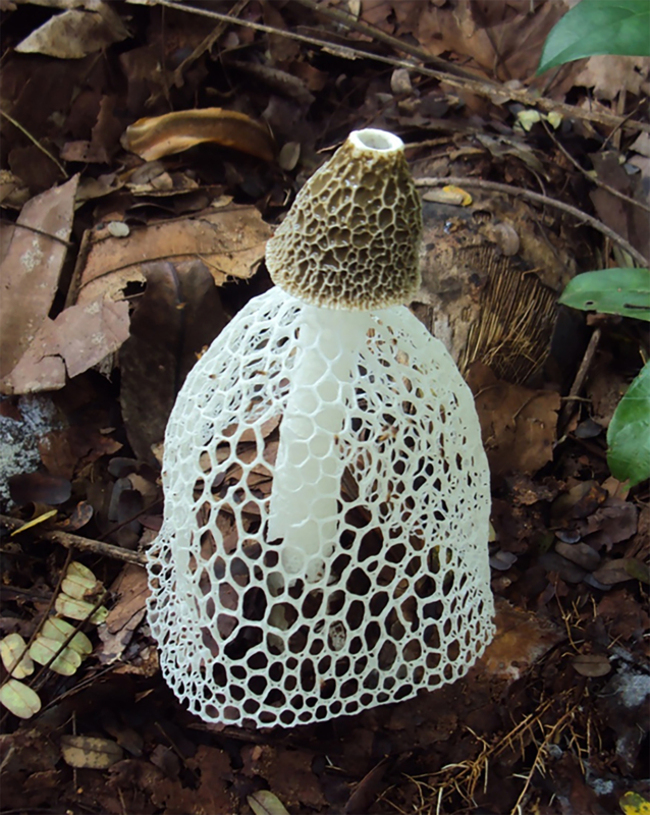 活絡山村經濟  林業署林下經濟增竹笙等新品項 | 華視新聞