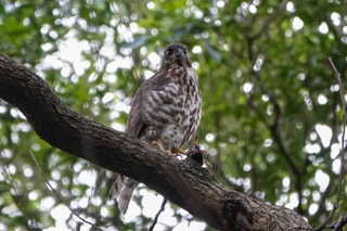 清華校園鳥類圖鑑現身  出沒地、稀有度一手掌握