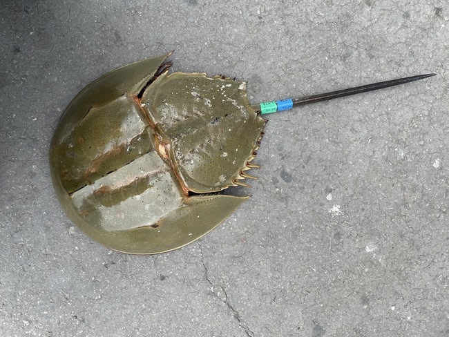 台灣本島首次標識放流三棘鱟  估存有逾千隻成鱟 | 華視新聞