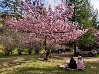 武陵農場櫻花紅粉佳人盛開 粉紅森林浪漫爆表