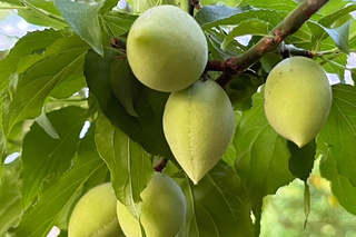 台南助地震災區農民重建 衝楠西蜜棗青梅行銷能見度