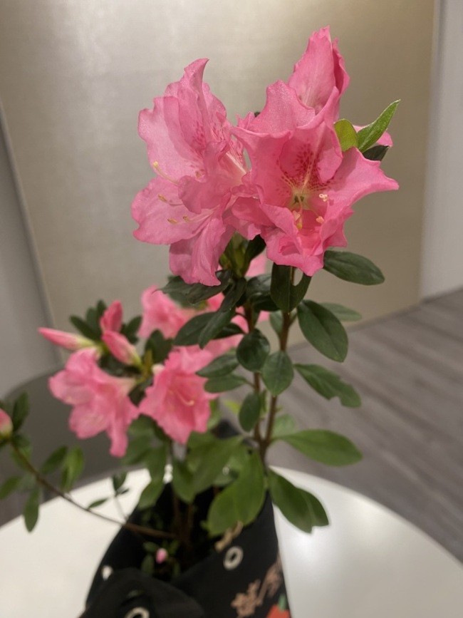 萬金杜鵑花27日開展  看見北海岸與花之美 | 華視新聞