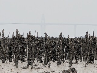 牡蠣養殖戶溯源管理 金門將先納管水試所輔導蚵民