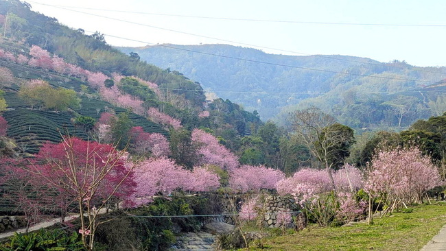 雲林草嶺石壁櫻花開 粉色花瓣層疊山巒相交映 | 華視新聞