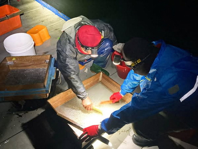 嘉縣鰻苗捕撈漁期即將結束  3月至10月禁止捕撈 | 華視新聞