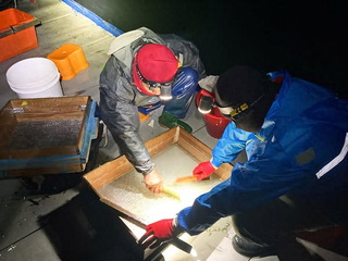 嘉縣鰻苗捕撈漁期即將結束  3月至10月禁止捕撈