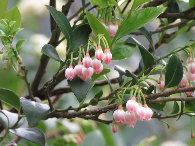 織一片生態綠網 林業保育署植樹月贈苗10萬株 | 華視新聞