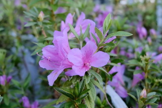 南投林業分署辦捐發票換花苗 有國寶級烏來杜鵑