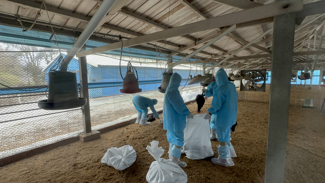 彰化大城土雞場確診禽流感 撲殺2.8萬隻土雞 | 華視新聞