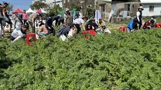 台南將軍拔蘿蔔 姓名「胡、蘿、蔔」前20人免費