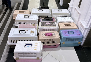 新北7貓慘死飼主落網 住處還有16隻未打疫苗挨罰